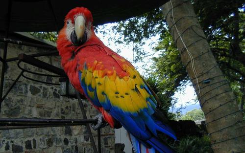 Színes papagáj, Guatemala