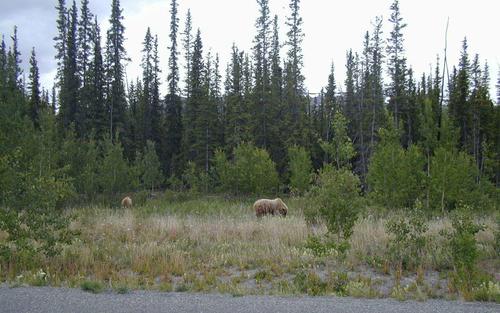 Az első grizzly pár, Yukon, Kanada