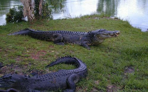 Sósvizi krokodil, Northern Territory, Ausztrália