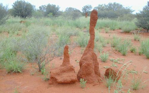 Termeszvár, Northern Territory, Ausztrália