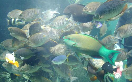Coral Museum halak