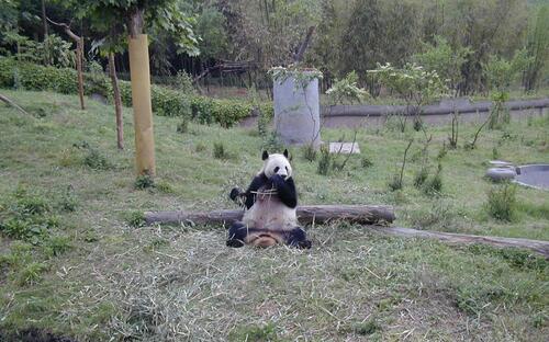 Panda eszik
