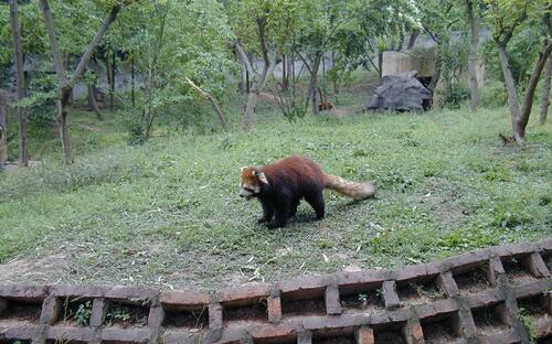 Vörös panda