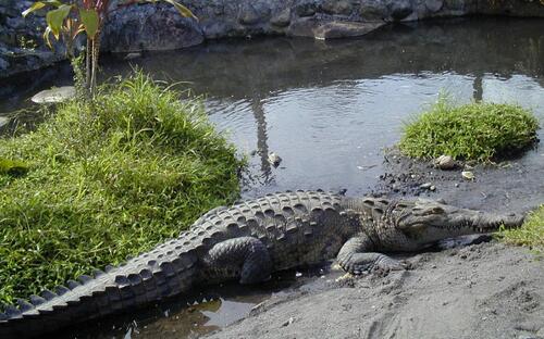 Nagy krokodil