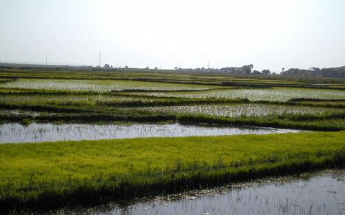 Peru rizsföld