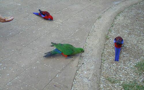 Zöld rosella